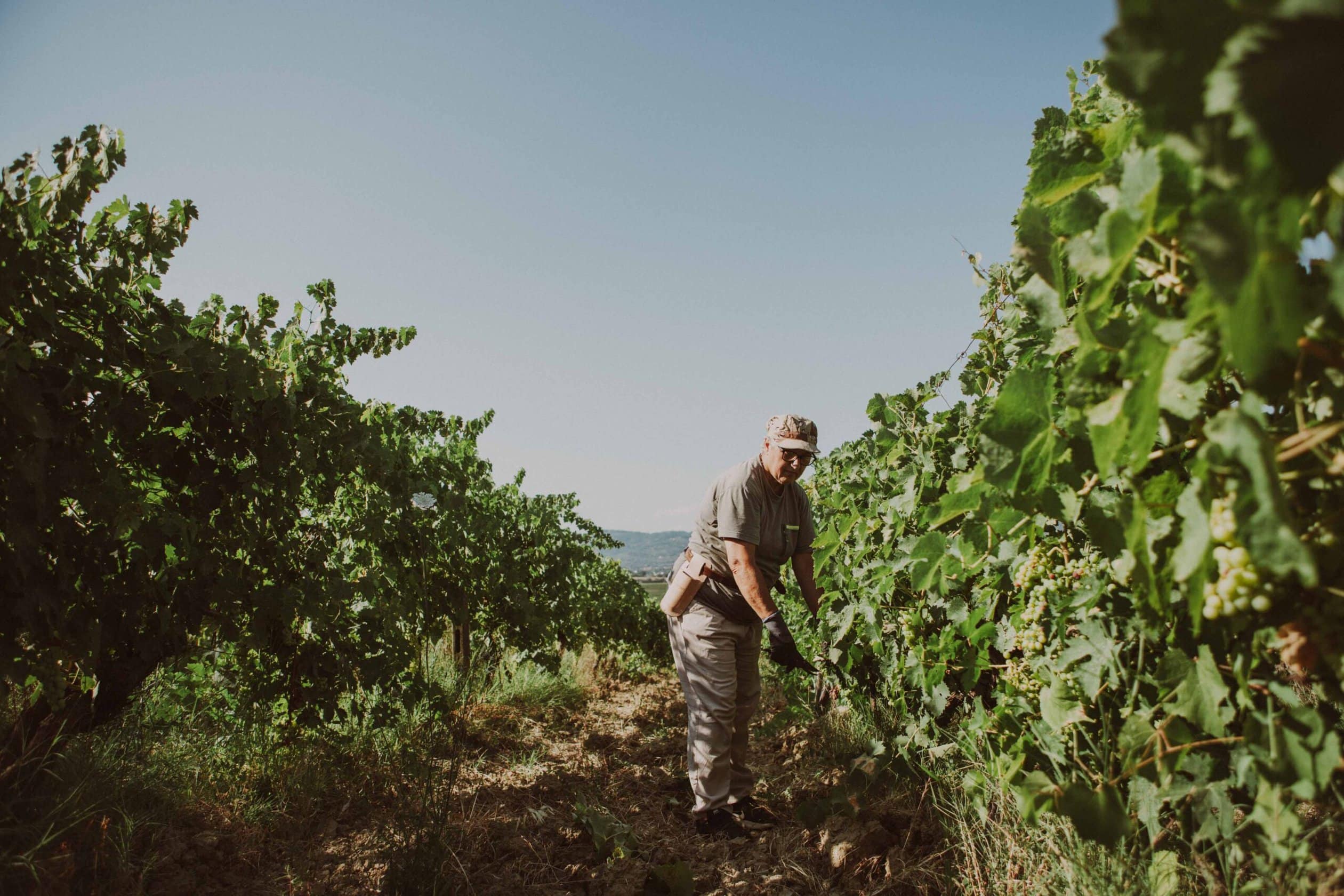 allacciamento tralci - vigna vecchia del pozzo - vigna-5 produzione vino a Toiano, vinci
