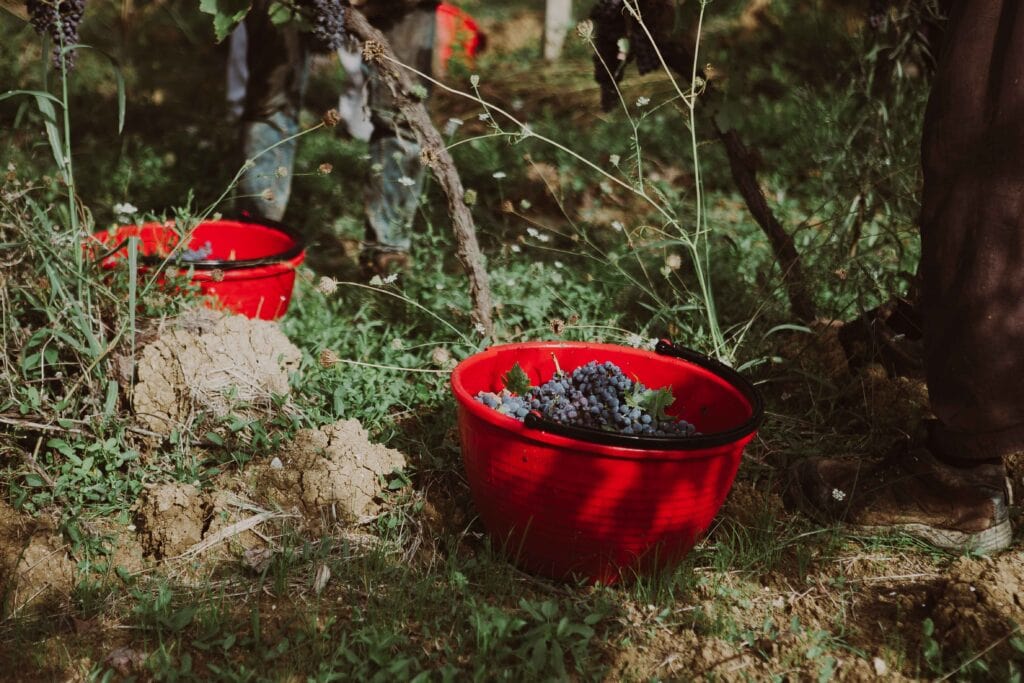 Vendemmia a mano Toiano Vinci Fralupaia