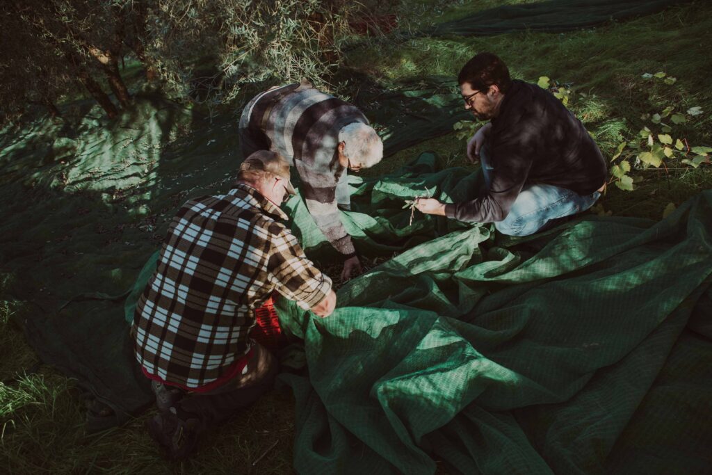 raccolta olive Toiano vinci