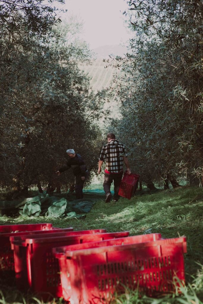 raccolta olive Toiano vinci