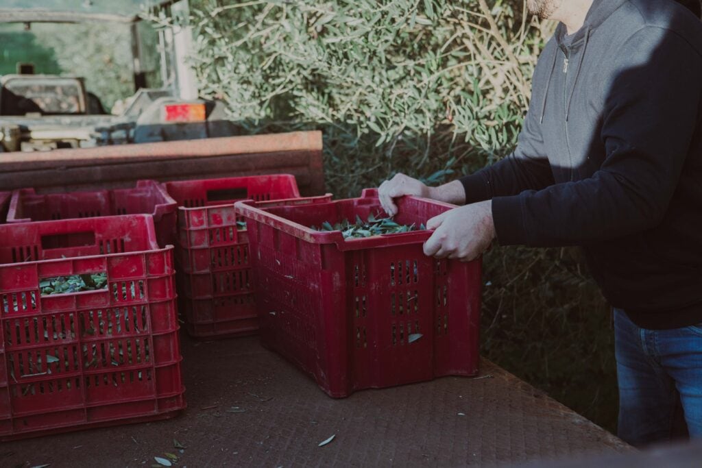 Raccolta olive Vinci