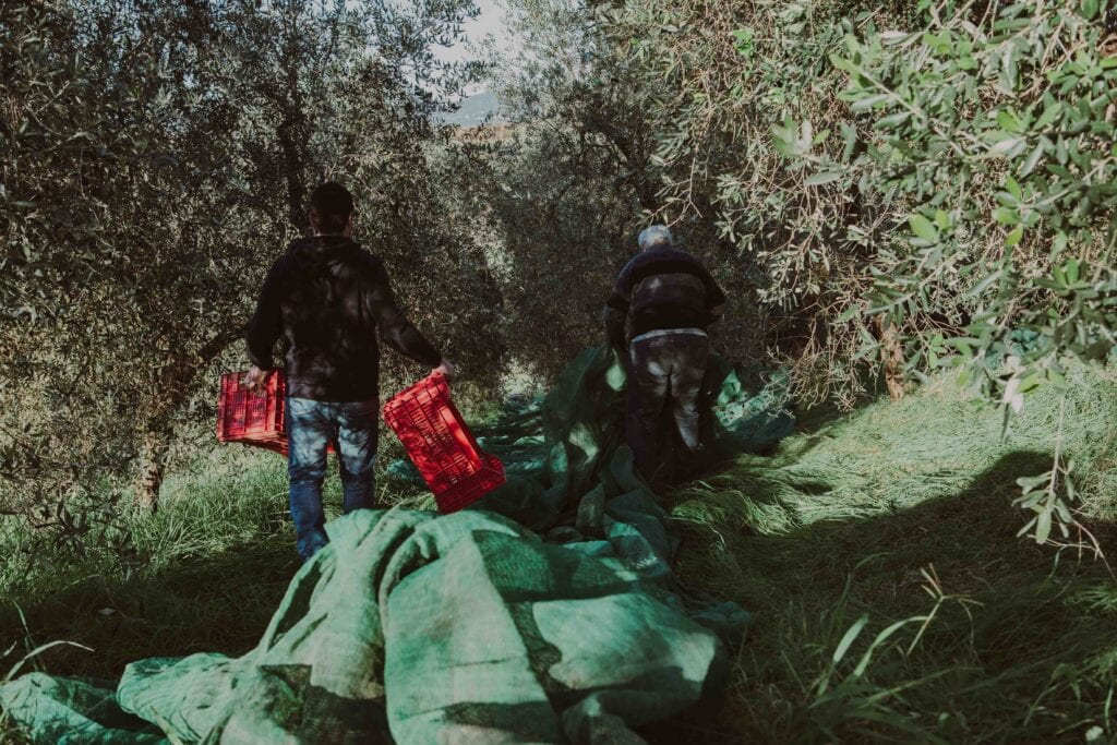 raccolta olive a Fralupaia, produzione olio