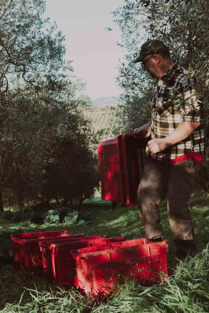 Raccolta olive in cassette Toiano Vinci
