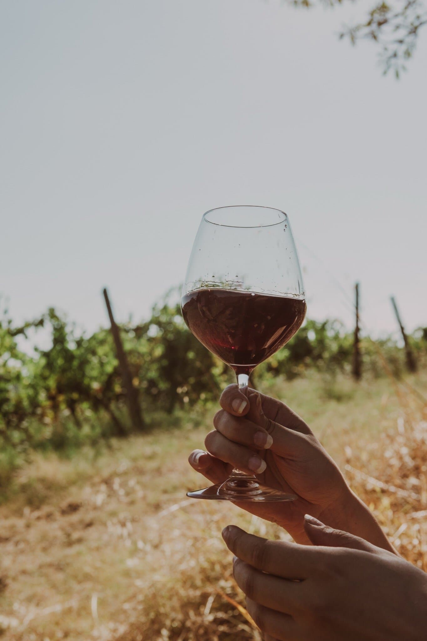 Bag-in-box Rosso di Toscana Fralupaia - Image 5
