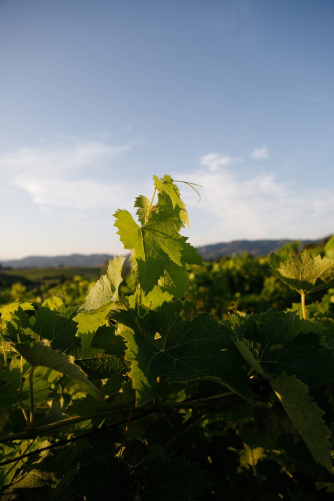 foglie di vite azienda agricola fralupaia